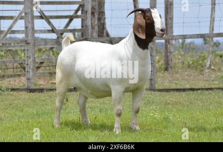 Boer weibliche Ziege in Brasilien sehr ausgezeichnet. Die Buren sind eine Rasse, die in Südafrika entwickelt wurde Stockfoto