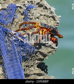 Die Red Shore Crab ist eine schnelle und wendige Krabbe, die an tropischen Felsenküsten in Ostafrika lebt. Sie plündern alles essbare ab Stockfoto