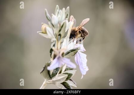 Eine wilde Biene auf einer Blume Stockfoto