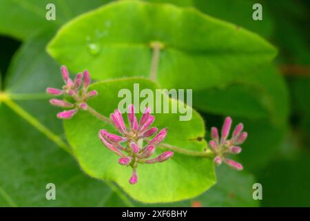 Haarige Geißblatt (Lonicera hispidula), Smith River National Recreation Area, Smith Wild and Scenic River, Six Rivers National Forest, Kalifornien Stockfoto