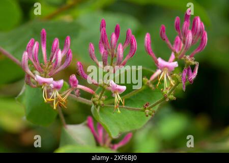 Haarige Geißblatt (Lonicera hispidula), Smith River National Recreation Area, Smith Wild and Scenic River, Six Rivers National Forest, Kalifornien Stockfoto