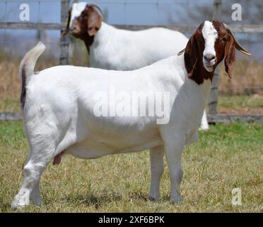 Schöne weibliche Buren Ziegen auf der Farm Stockfoto