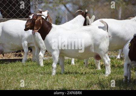 Schöne weibliche Buren Ziegen auf der Farm Stockfoto