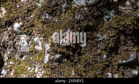 Ein wunderschöner roter und schwarzer griechischer Schmetterling aus der Schmetterlingsdalina sitzt auf einem Felsen mit Moos. Stockfoto