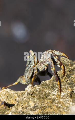 Die Red Shore Crab ist eine schnelle und wendige Krabbe, die an tropischen Felsenküsten in Ostafrika lebt. Sie plündern alles essbare ab Stockfoto