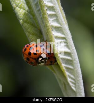 Harlequin Marienkäfer Harmonia axyridis Paarung Stockfoto