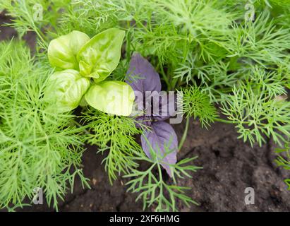 Frisches italienisches grünes und violettes Basilikum. Stockfoto