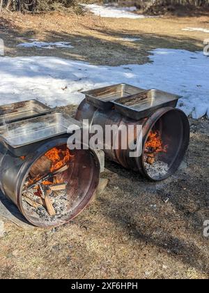 Die Herstellung eines kanadischen Ahornsirups, das Klopfen von Bäumen. Stockfoto