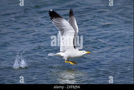 Fliegende Gelbbeinmöwe (Larus michahellis) beim Start aus blauem Wasser Stockfoto