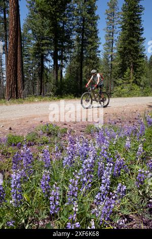 WA24939-00-....WASHINGTON - Vicky Spring Mountain Biking Cow Creek Road im Methow Valley. MR#S1 Stockfoto