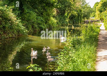 Eine Familie von Schwänen und Zygneten in der Nähe von Bowbridge Lock auf der Stroudwater Navigation in den Stroud Valleys, Gloucestershire, England, Großbritannien Stockfoto