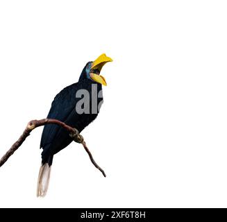 Faltiger Nashornvogel, Sunda faltiger Nashornvogel oder Aceros Corrugatus in einem Baum, der auf einem Zweig sitzt, isoliert Stockfoto