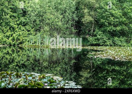 Üppiger grüner Wald, der sich an einem sonnigen Sommertag in einem ruhigen Seerosenteich spiegelt Stockfoto