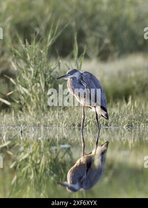 Junger grauer Reiher (ardea cinerea), der am Schilfufer steht, Seitenansicht Stockfoto