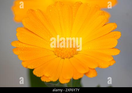 Orangenblume von Gerbera jamesonii Stockfoto