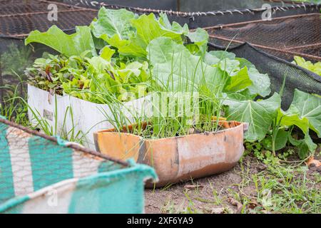 Urbaner, hausgemachter Gemüsegarten aus recycelten Produkten. Stockfoto