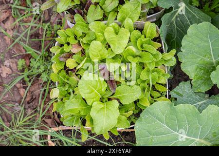 Urbaner, hausgemachter Gemüsegarten aus recycelten Produkten. Stockfoto