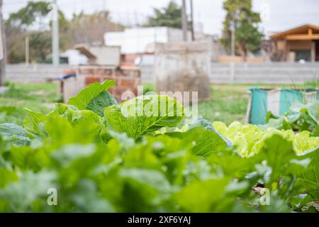 Urbaner, hausgemachter Gemüsegarten aus recycelten Produkten. Stockfoto