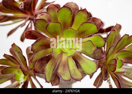 Nahaufnahme von Aeonium arboreum var. Atropurpureum. Stockfoto