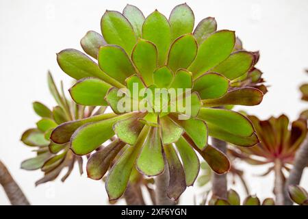 Nahaufnahme von Aeonium arboreum var. Atropurpureum. Stockfoto