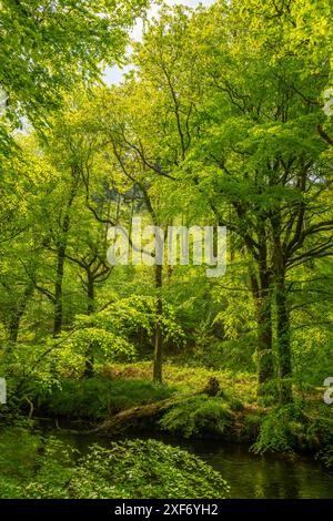 Wald am Ufer des Flusses Teign in der Nähe der Steps Bridge, Dunsford, Devon. Stockfoto