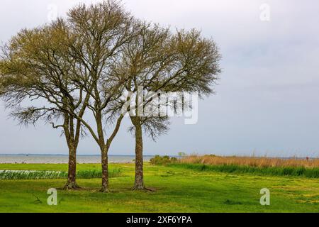 Dieser wunderschöne öffentliche Park in Corolla, North Carolina, USA, ist ein wunderschöner Park am Currituck Sound. Stockfoto