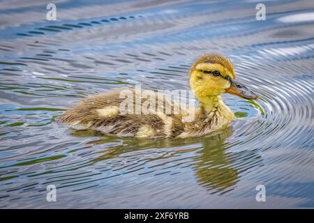 USA, Colorado, Fort Collins. Stockenten-Enten-Entlein im Wasser. ©Fred Lord / Jaynes Gallery / DanitaDelimont.com Stockfoto