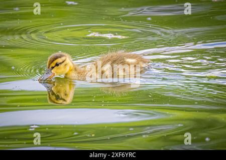 USA, Colorado, Fort Collins. Stockenten-Enten-Entlein im Wasser. ©Fred Lord / Jaynes Gallery / DanitaDelimont.com Stockfoto