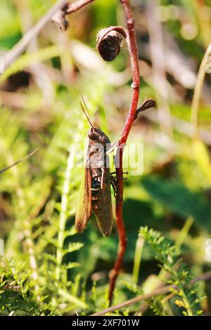 Ein brauner Grashüpfer klettert auf den Stamm einer grünen Pflanze, Makro. Chorthippus parallelus, der auf Gras hockt. Stockfoto