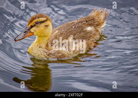 USA, Colorado, Fort Collins. Stockenten-Enten-Entlein im Wasser. ©Fred Lord / Jaynes Gallery / DanitaDelimont.com Stockfoto