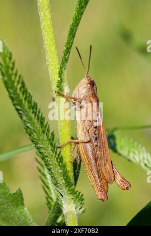 Chorthippus parallelus, der auf Gras hockt. Ein brauner Grashüpfer klettert auf den Stamm einer grünen Pflanze, Makro. Stockfoto