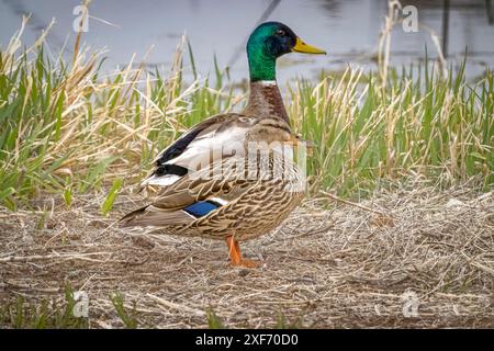 USA, Colorado, Fort Collins. Stockenten-Entenpaar Nahaufnahme. ©Fred Lord / Jaynes Gallery / DanitaDelimont.com Stockfoto