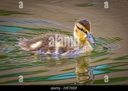 USA, Colorado, Fort Collins. Stockenten-Enten-Entlein im Wasser. ©Fred Lord / Jaynes Gallery / DanitaDelimont.com Stockfoto