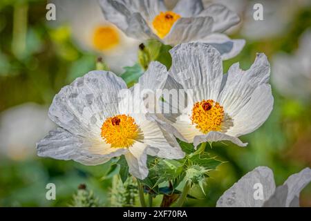 USA, Colorado, Fort Collins. Südwestlicher stacheliger Mohn Nahaufnahme. ©Fred Lord / Jaynes Gallery / DanitaDelimont.com Stockfoto