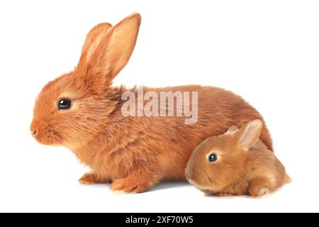 Mutter-Kaninchen und Baby-Häschen isoliert auf weiß Stockfoto