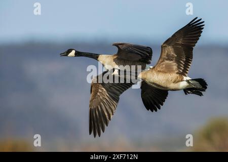 Greater Canada Gänse fliegen über Colorado herbstliche Feuchtgebiete Stockfoto