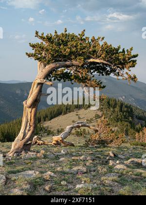 Bristlecone Pine, Mount Evans Wilderness Area, Colorado Stockfoto