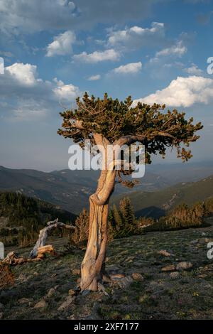 Bristlecone Pines, Mount Evans Wilderness Area, Colorado Stockfoto