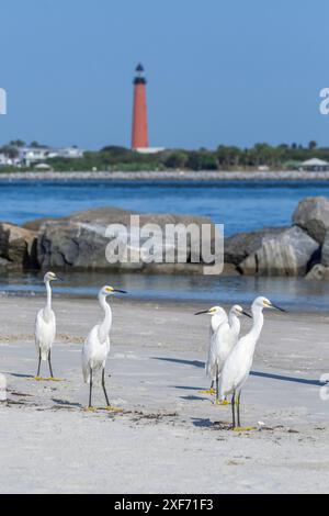 Schneebedeckte Reiher auf dem Bootssteg, New Smyrna Beach, Florida, Blick auf den Ponce de Leon Inlet Lighthouse Stockfoto