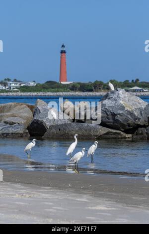 Schneebedeckte Reiher auf dem Bootssteg, New Smyrna Beach, Florida, Blick auf den Ponce de Leon Inlet Lighthouse Stockfoto