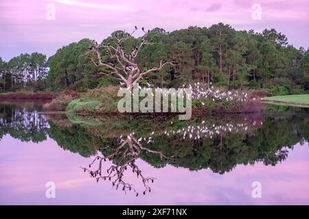 Bird Rookery, Port Orange, Florida Stockfoto