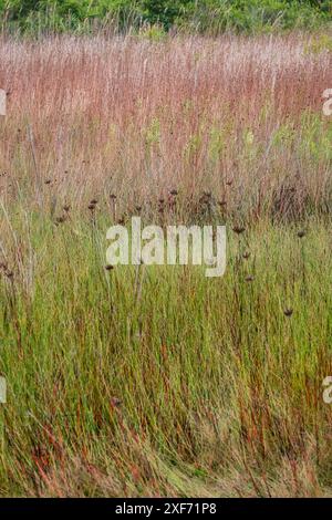 Kleines Bluestem Gras und Bogrush auf der Wiese Stockfoto