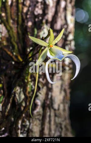 Die Geisterorchidee ist eine der seltensten und begehrtesten aller wilden Orchideen. Es ist ein gefährdeter Epiphyt, der auf Bäumen in relativ tiefen Sümpfen i wächst Stockfoto