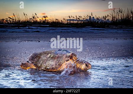 Eine Karettschildkröte kriecht mit einem Satelliten-Sender zurück ins Wasser. Stockfoto