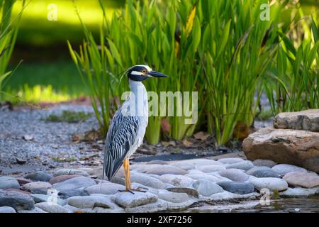 Gelbgekrönter Nachtschreiher, der majestätisch neben einem Teich vor grünem Schilf steht. Stockfoto