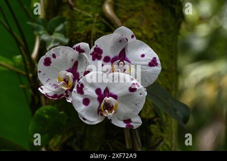 USA, Hilo, Hawaii. Tropical Bioreserve and Garden hat verschiedene Orchideenarten. Stockfoto