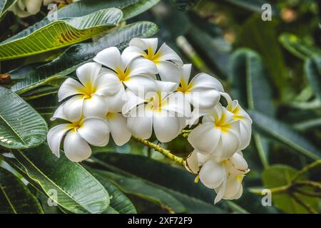 Frangipani Plumeria, Waikiki, Honolulu, Hawaii. Plumeria-Blüten machen duftende schöne Leis. Stockfoto
