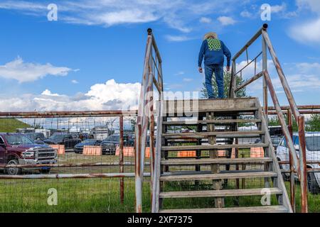 Indische Cowboys überqueren Rinderrinnen auf dem Mini Thni Indian Rodeo Chiniki Rodeo Grounds in Stoney Nation Morley, Alberta, Kanada Stockfoto