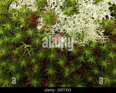 Haircap- oder polytrichum-Moos und cladonia-Flechten (auch Rentier-„Moos“), Anfang Frühling, Süd-Illinois Stockfoto