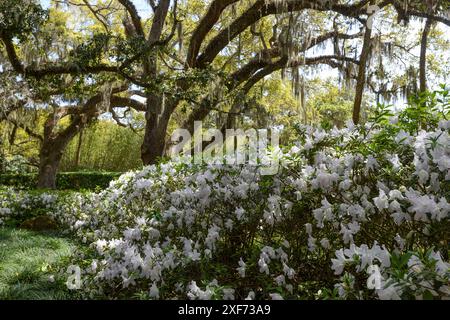 Weiße Azaleen und Eichenbäume mit spanischem Moos Stockfoto